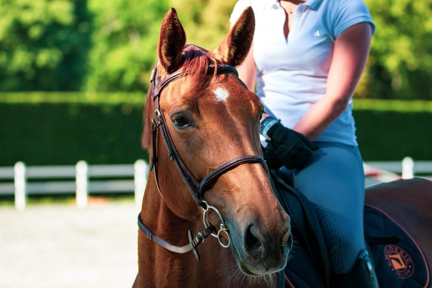 Equine Careers